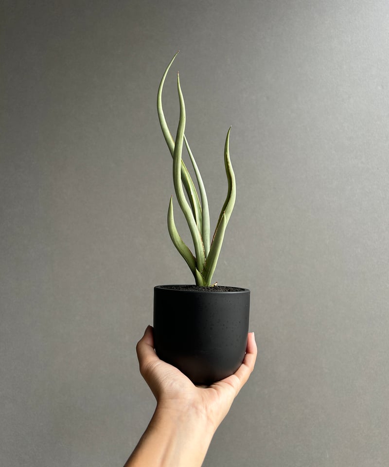 サンセベリア シルバー スパイラル「Sansevieria Silver Spiral (b