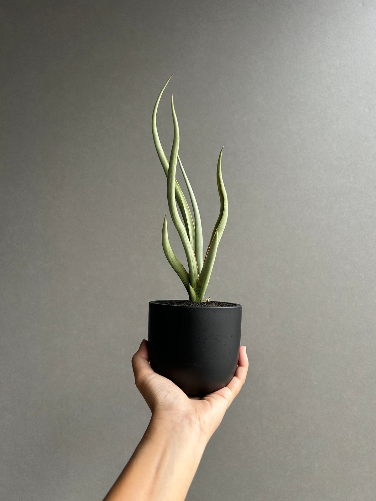 【子株】サンスベリア シルバースパイラル　カラータグ:赤 サンセベリア シルバー スパイラル「Sansevieria Silver Spiral (b