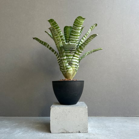 STORES 観葉植物の検索結果