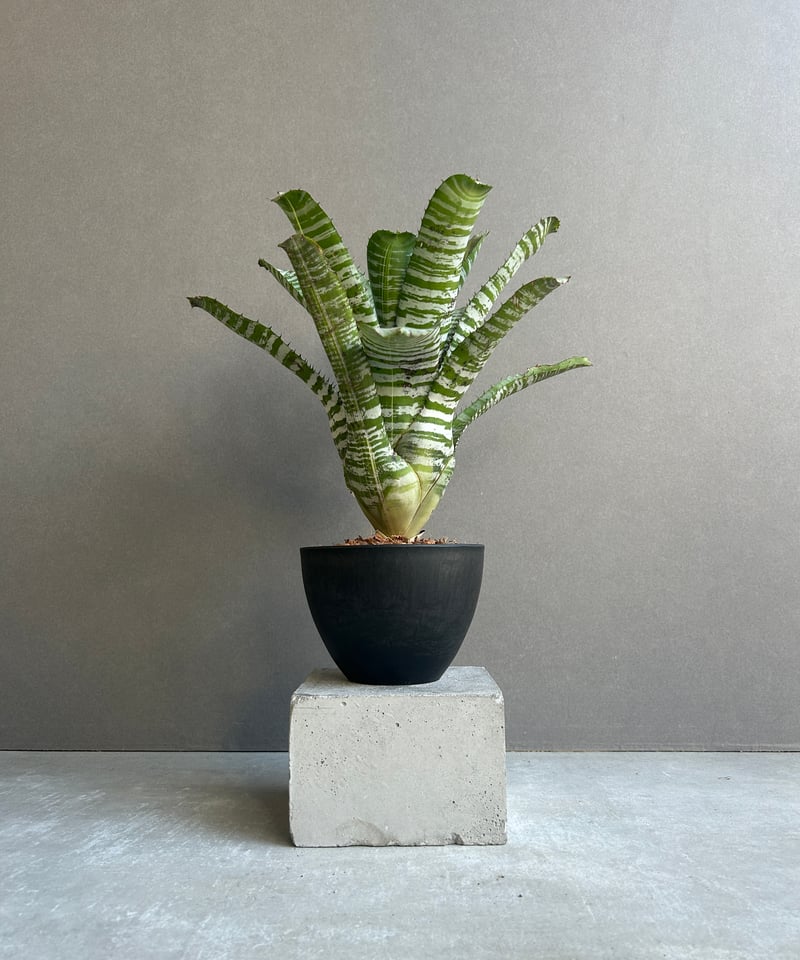エクメア チャンティニー ビスタ 「Aechmea chantinii Vista 」23J