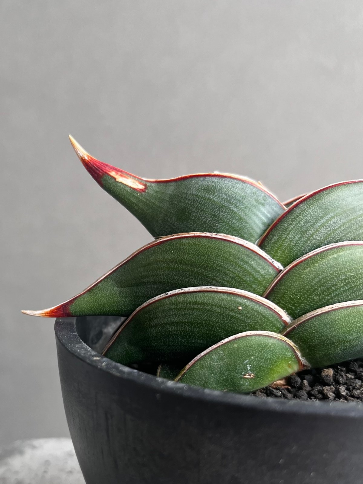 サンセベリア ロリダ 「Sansevieria rorida」34B | SHOUCHIKUEN
