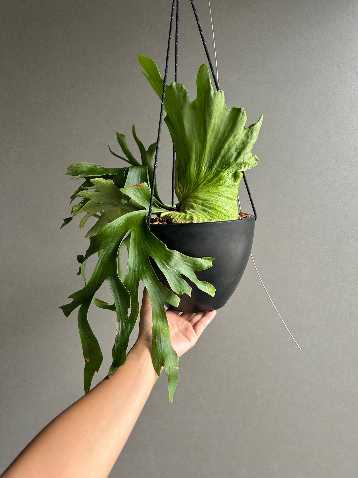 ビカクシダ　コロナリウム〔Tonkla Thin〕 コルク付け　大サイズ1 ビカクシダ コロナリウム〔Tonkla Thin〕 コルク付け 大サイズ1