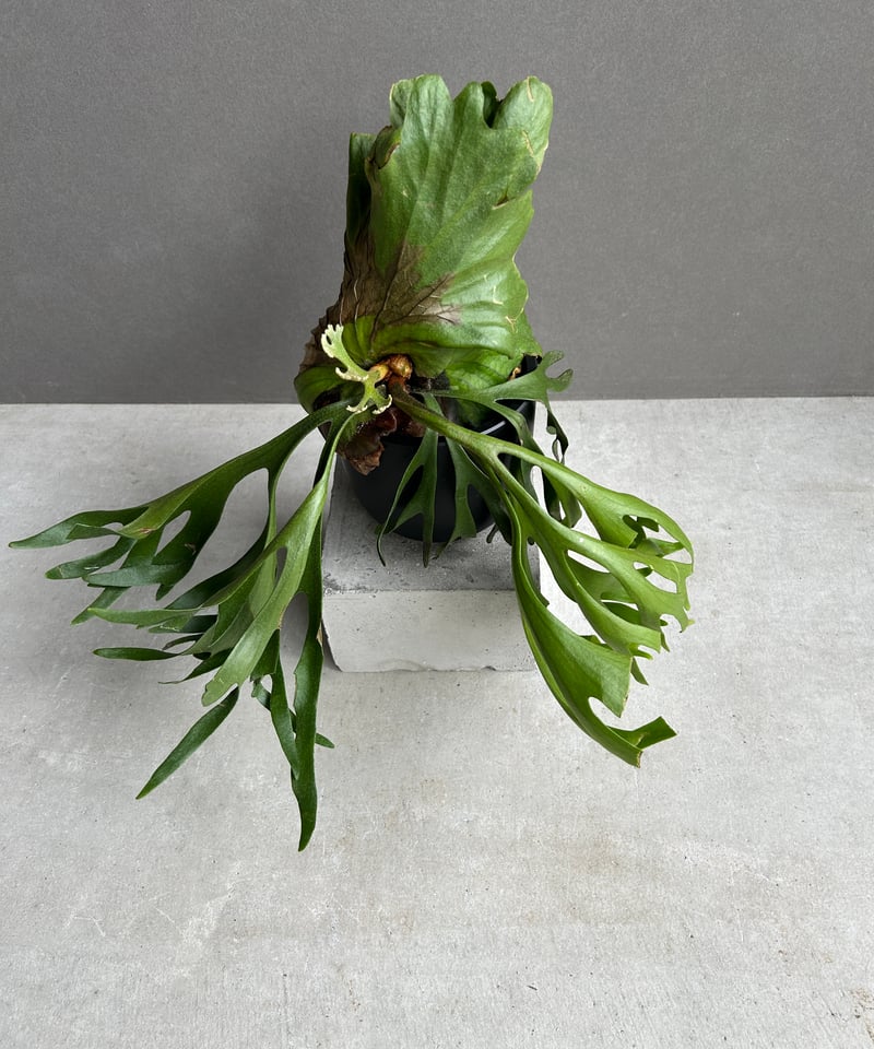 ビカクシダ キッチャクード細葉 「Platycerium kitshakood thin l