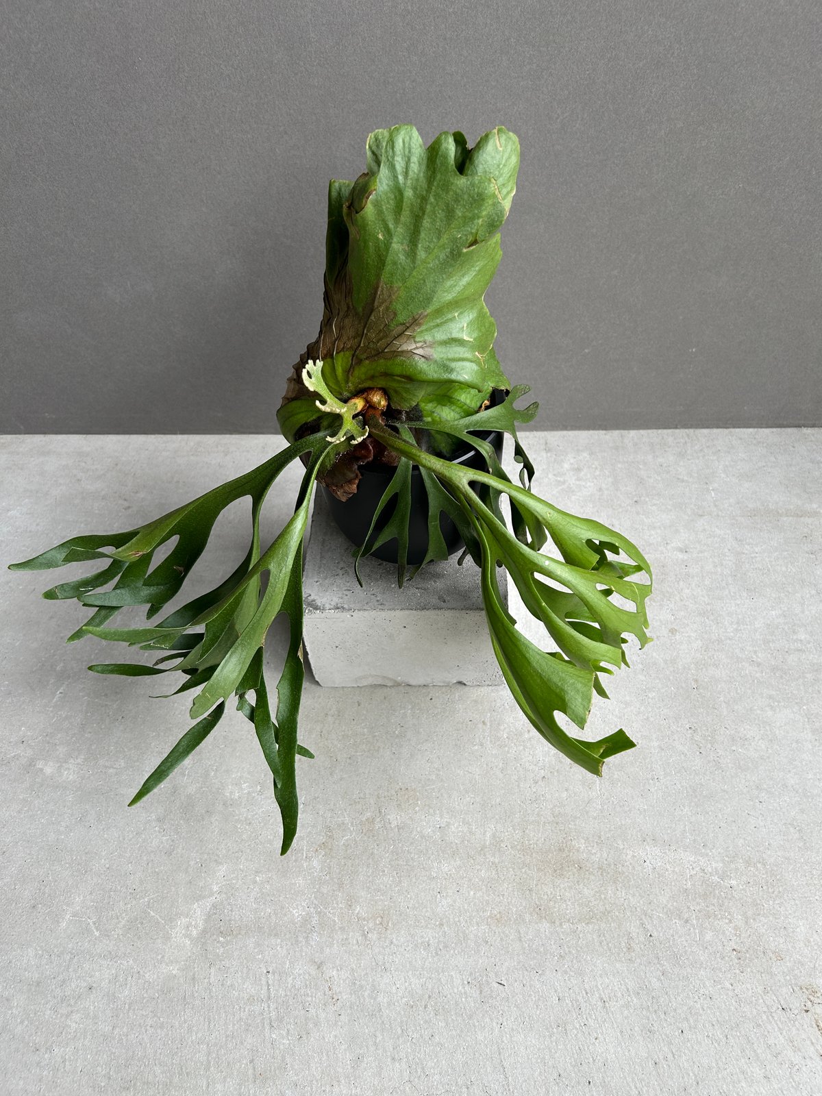 けー　ビカクシダKitahakoodiense Thin & Dwarf Amazon.co.jp: ビカクシダMt. Kitshakood Thin & Dwarf spore