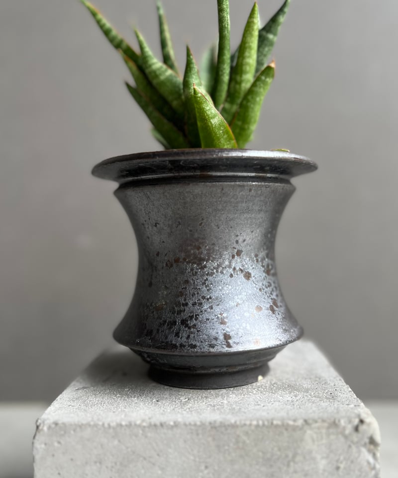 EMP サンセベリア KAMINARI カミナリ / SA293 CATEGORY サンセベリア