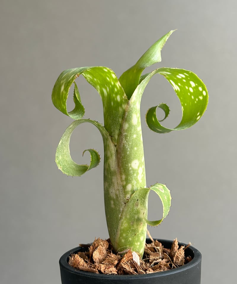ビルベルギア レプトポーダ 「Billbergia leptopoda」92K | SHOUC