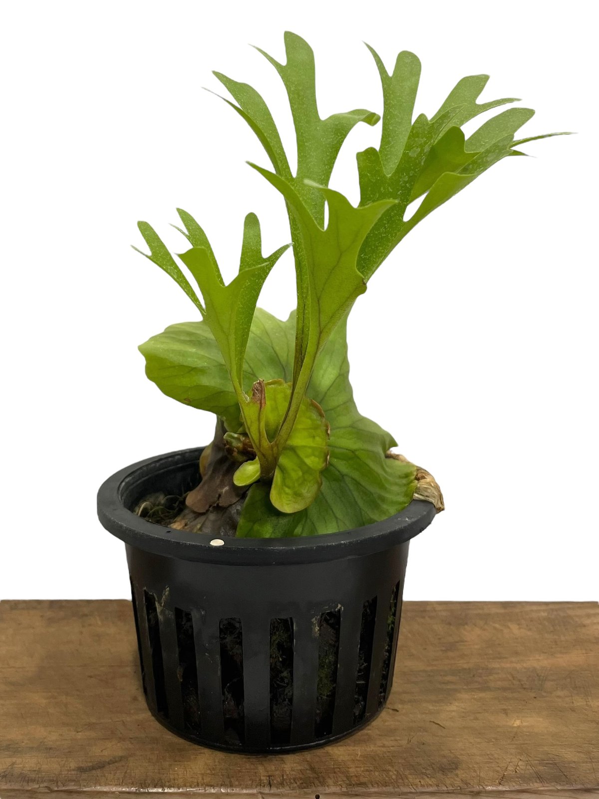 ビカクシダ P.Mt.Kitshakood'Thin&Dwarf' Amazon.co.jp: P.Mt.kitshakood thin frond② @bikamori.com