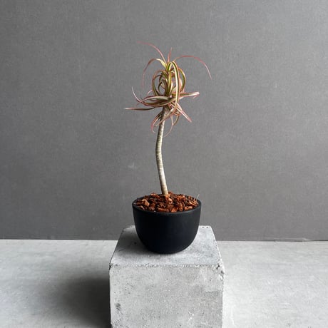 ドラセナ | STORES