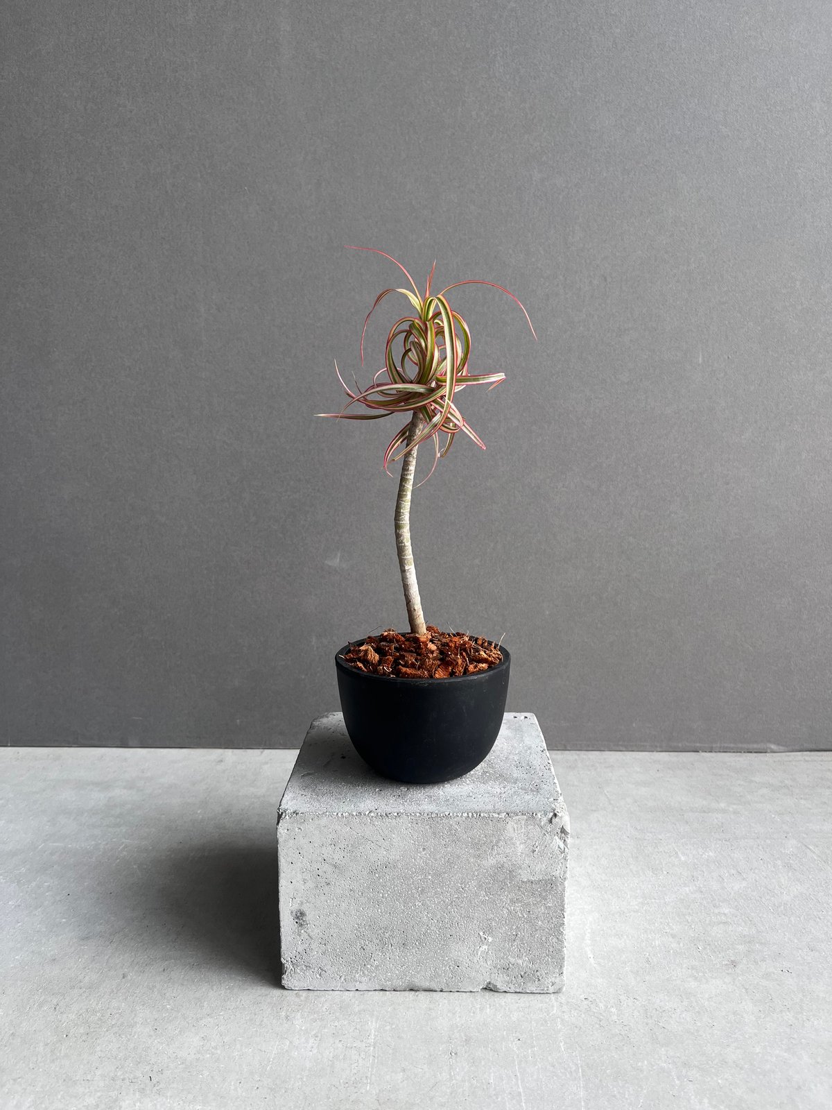 ドラセナ キュンティ 「Dracaena concinne Kuhnty 」35A | SHO