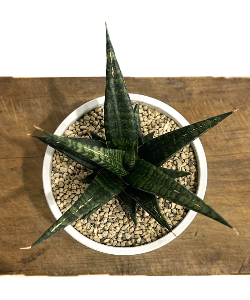 サンセベリア ブラック ダイヤモンド「Sansevieria Black サンセベリア ブラック ダイヤモンド「Sansevieria Black