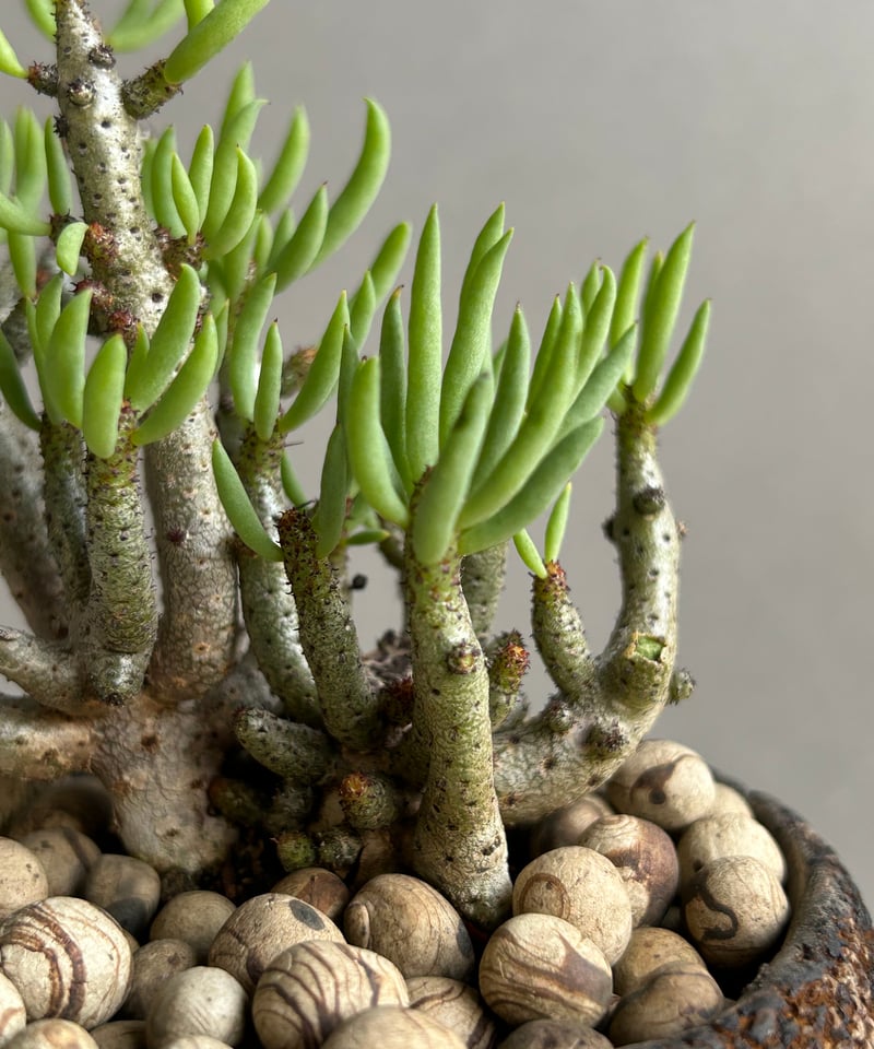 チレコドン　ブッコルジアヌス チレコドン ブッコルジアヌス「Tyleodon buchholzians」71L | SHOU