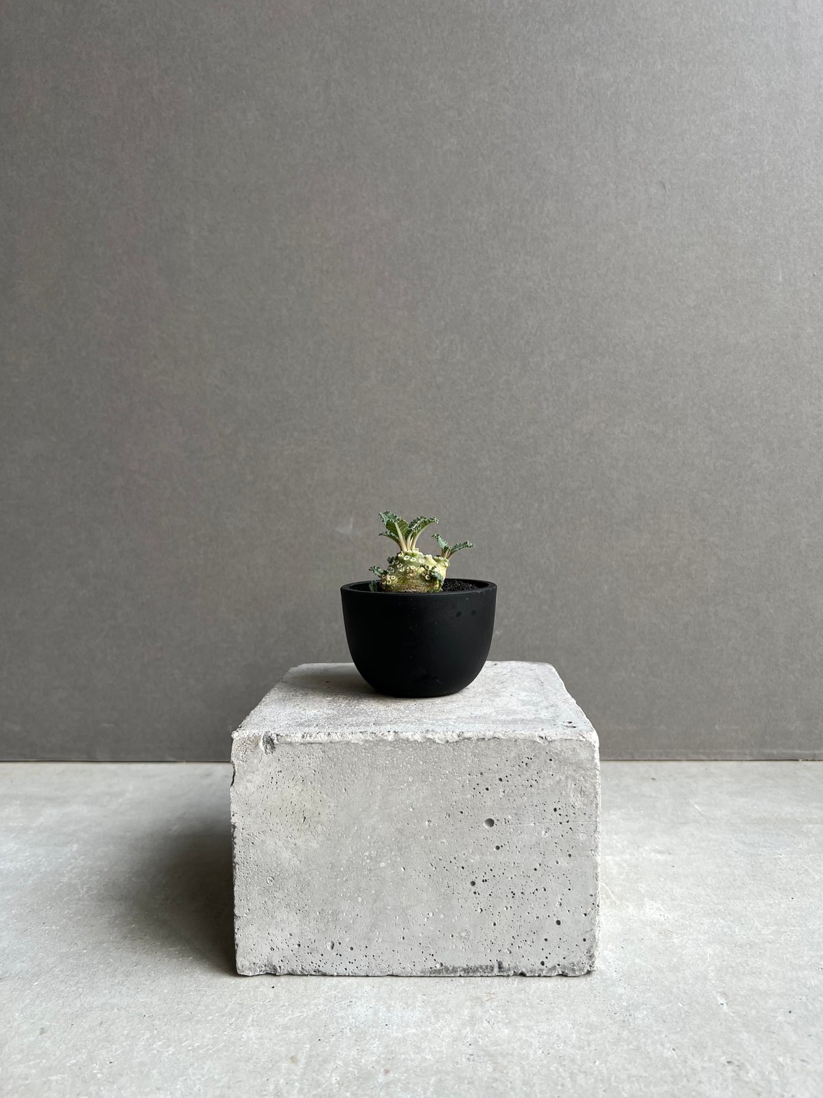 ドルステニア ラブラニー 実生苗 「Dorstenia lavrani seedling」15