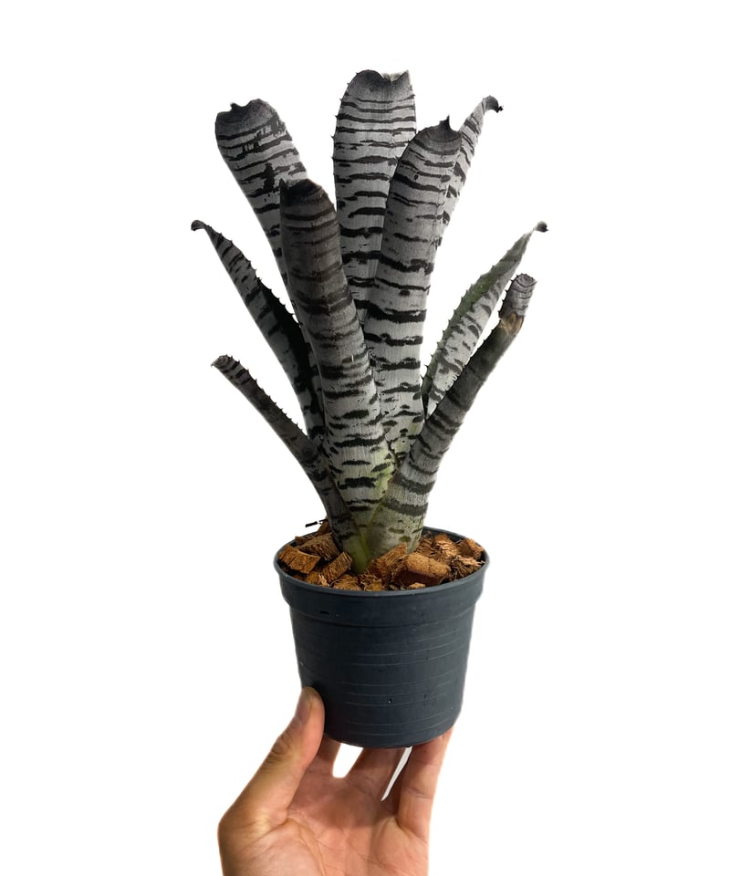 エクメア チャンティニー “ヤングターク”「Aechmea chantinii “Youngt
