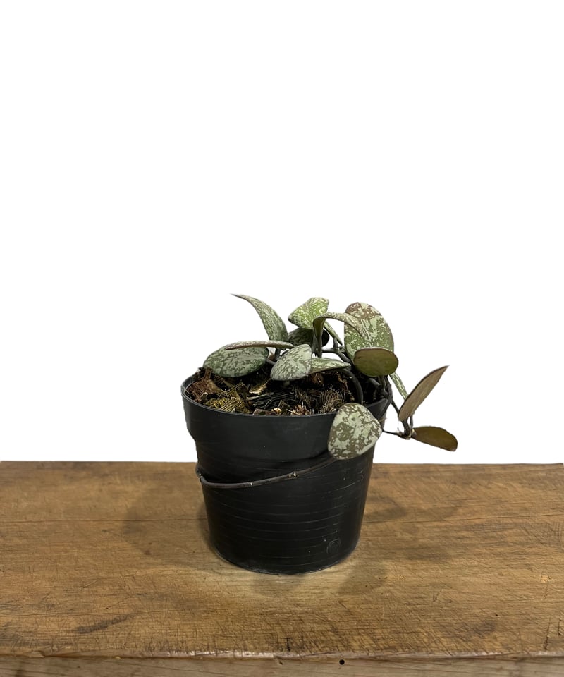 ホヤ シギラティス シルバー ボルネオ 「Hoya sigilatis Silver Bor