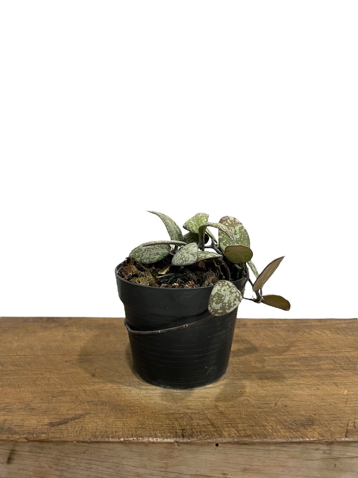 ホヤ シギラティス シルバー ボルネオ 「Hoya sigilatis Silver Bor