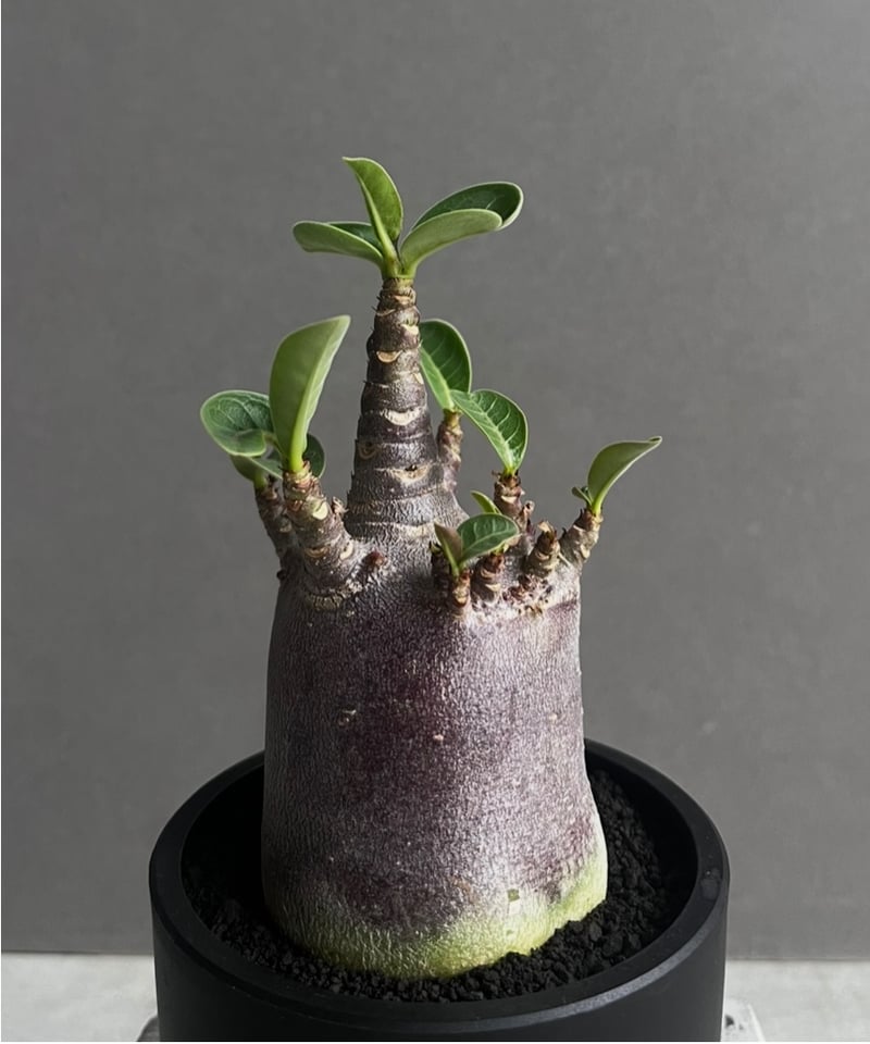 アデニウム アラビカム スーパー ドワーフ “ブラック” 「Adenium