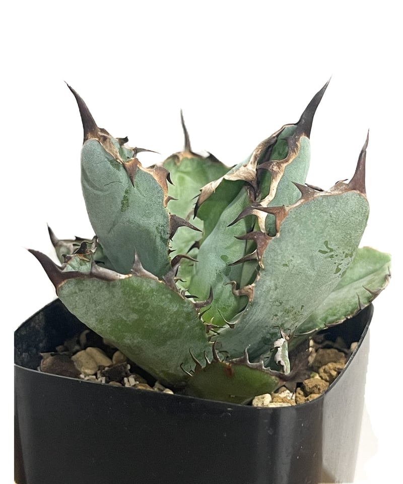 アガベチタノタハイブリッド ブラック&ブルー×ネバデンシス アガベ