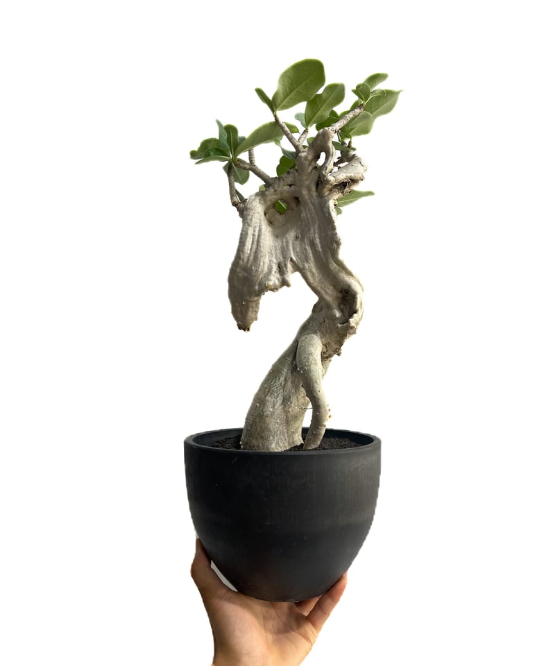 アデニウム アラビカム 'Bonsai スタイル'「Adenium arabicum