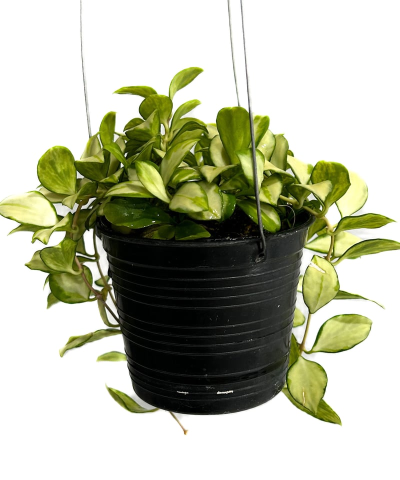 ホヤ ヘウスケリアナ 斑入「Hoya heuschkeliana var.」4/17-332