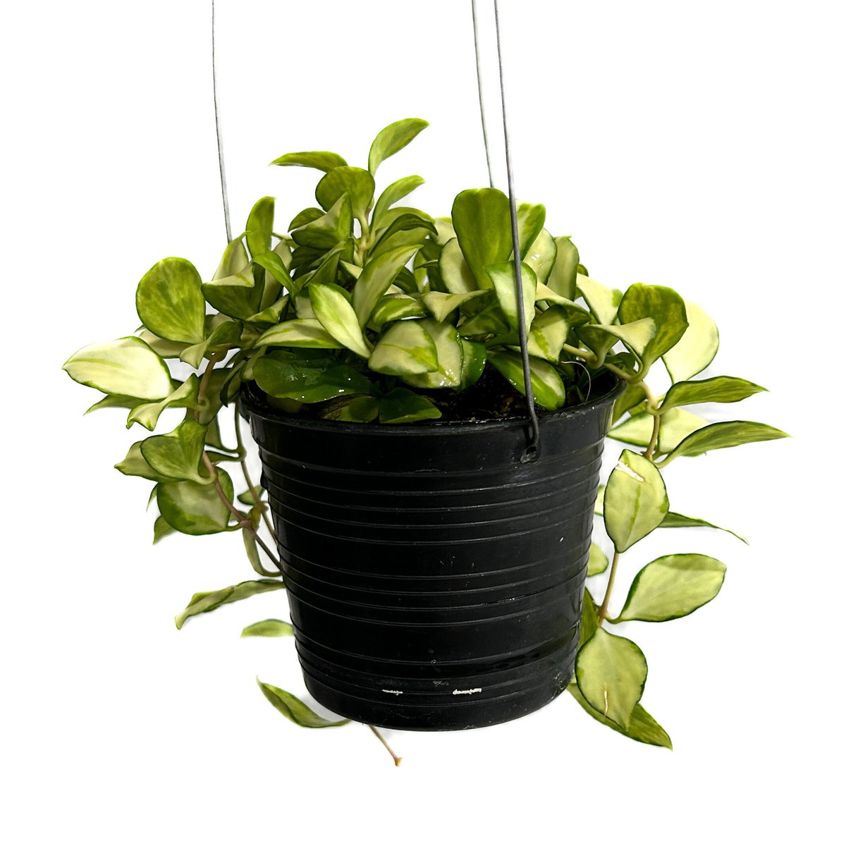 ホヤ ヘウスケリアナ 斑入「Hoya heuschkeliana var.」4/17-332