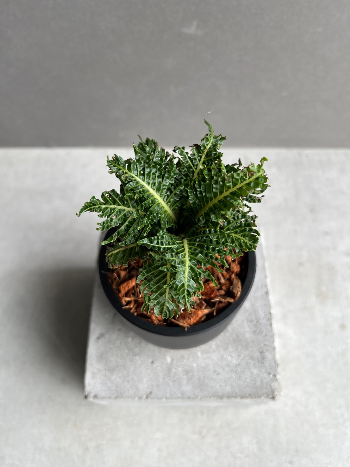 ブレクナム ギッバム ドワーフ ブレクナム ギッバム ドワーフ 「Blechnum gibbum Dwarf 」4F