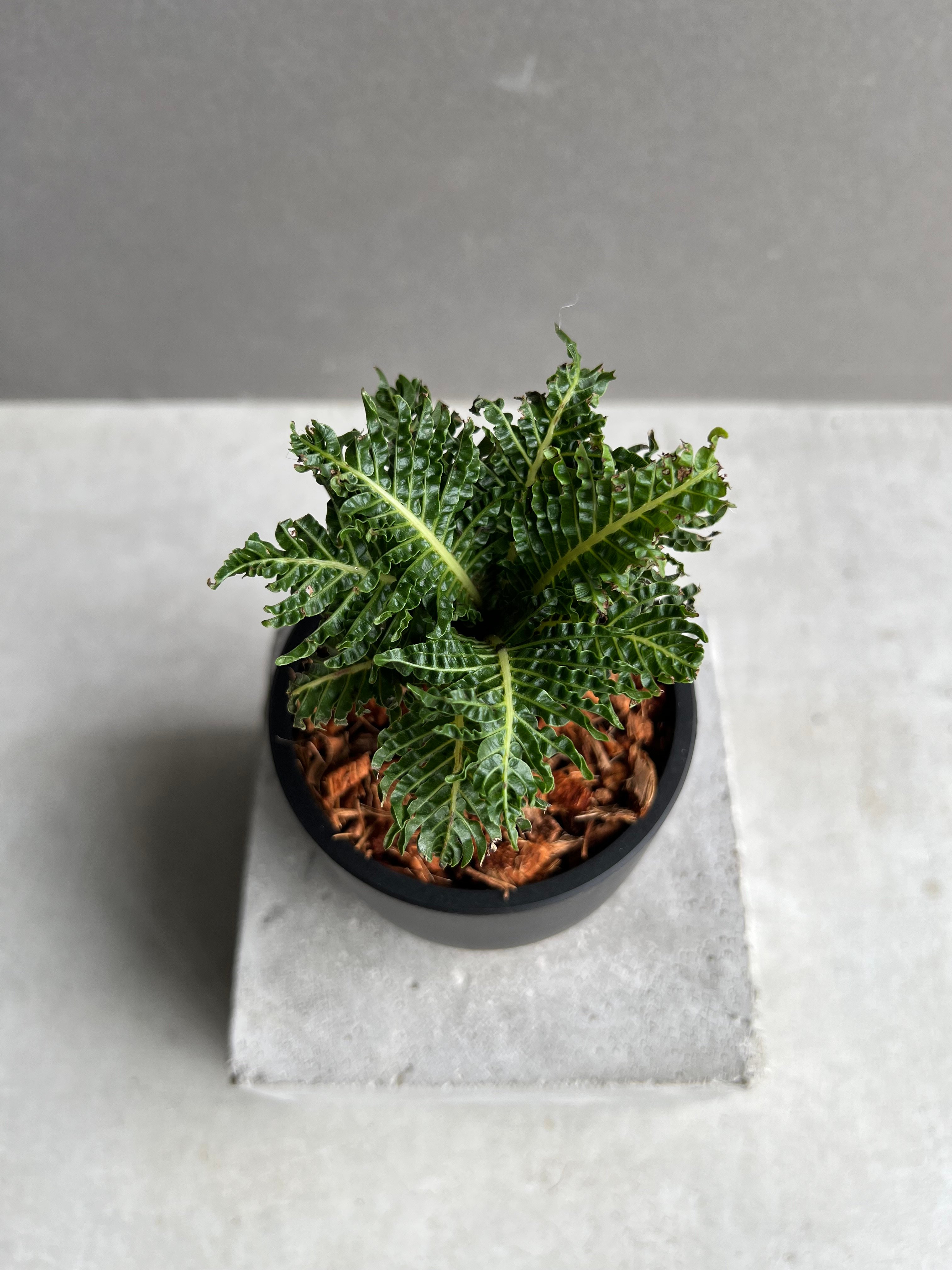 ブレクナム ギッバム ドワーフ 「Blechnum gibbum Dwarf 」95B | S