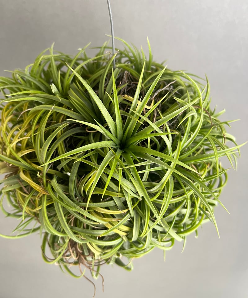 Tillandsia Ionantha Ball 速達発送 Tillandsia Ionantha Ball 速達