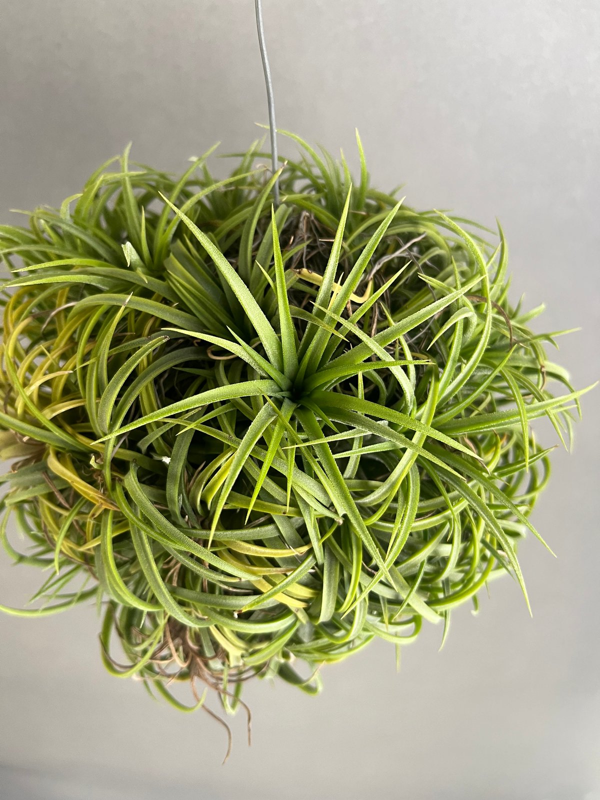ティランジア イオナンタ ドゥルイド ボールタイプ「 Tillandsia