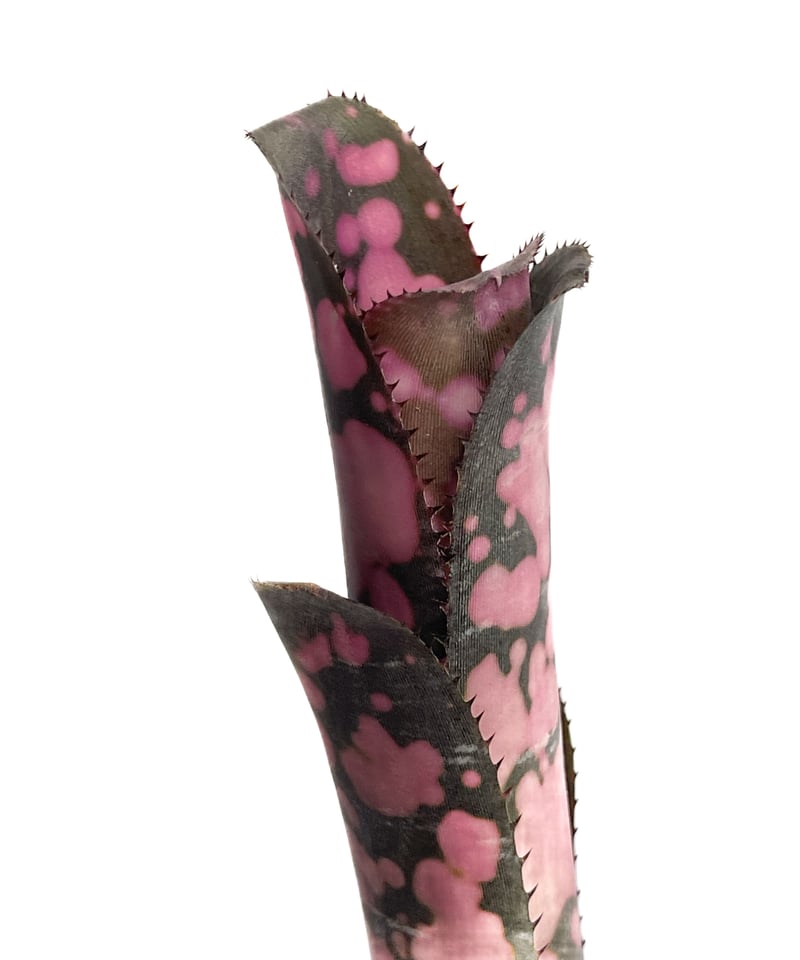 ビルベルギア インセンディアリー デライト「Billbergia Incendiary Del