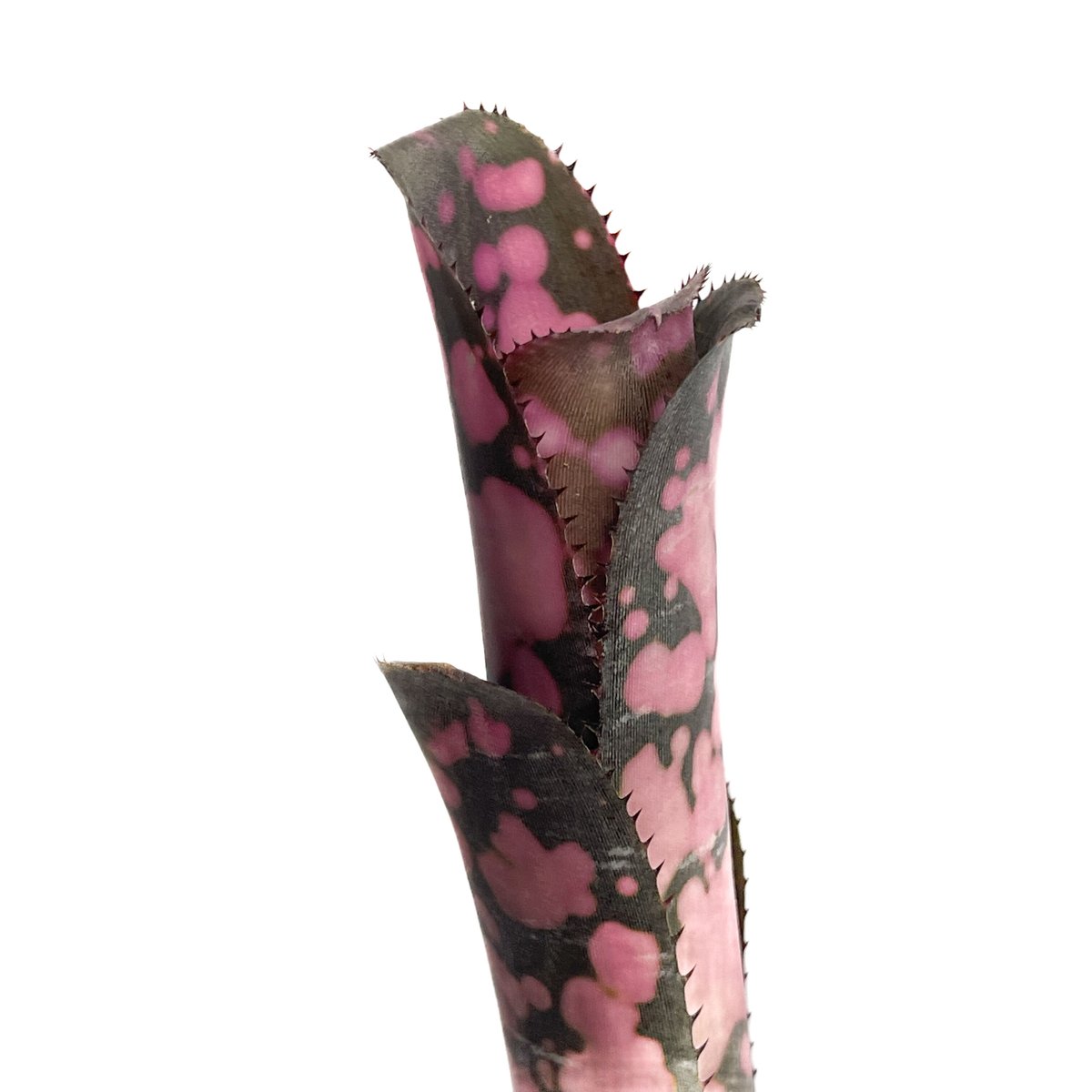 ビルベルギア インセンディアリー デライト「Billbergia