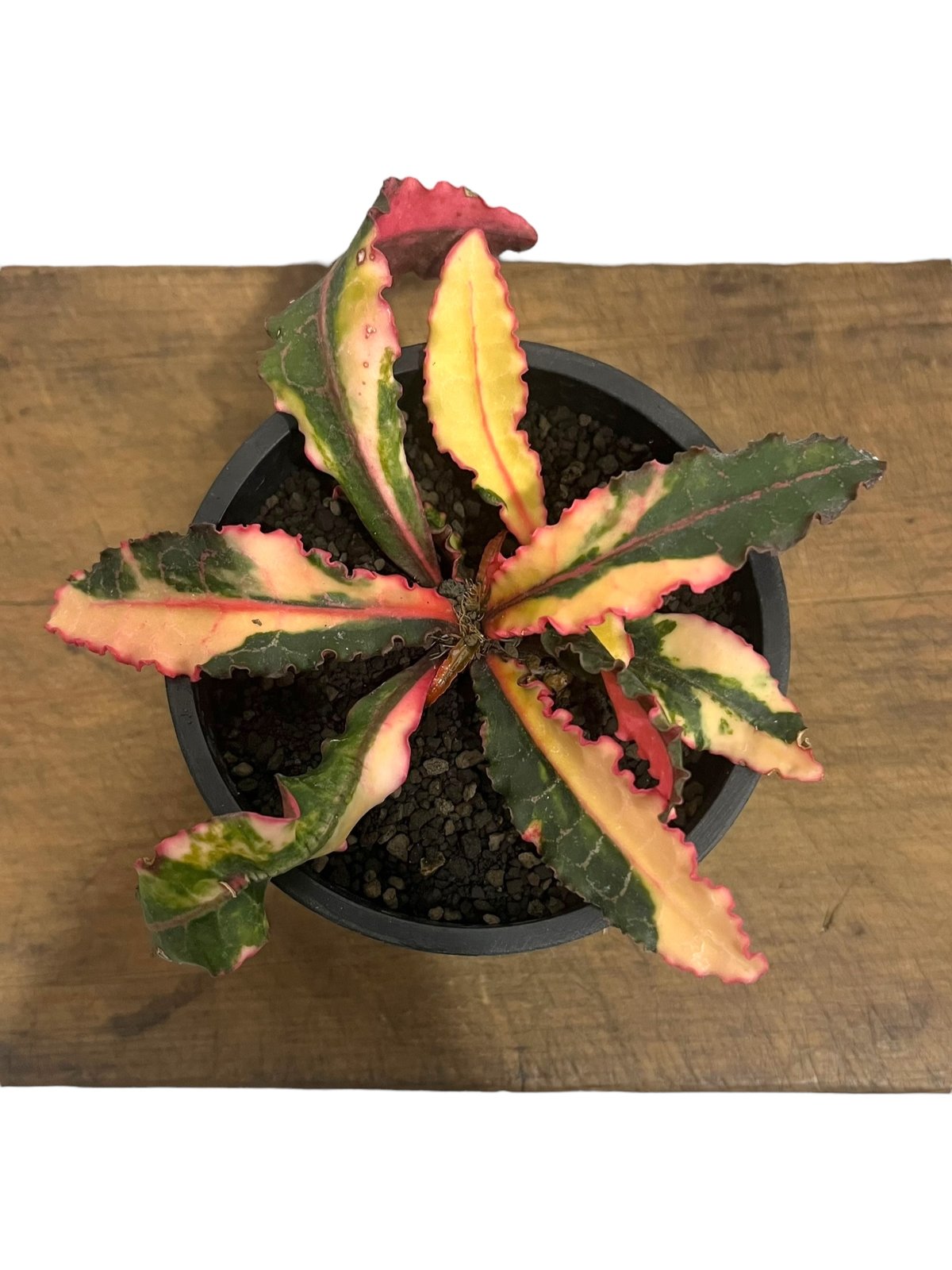 ユーフォルビア フランコイシー 斑入 「Euphorbia francoisii Varieg
