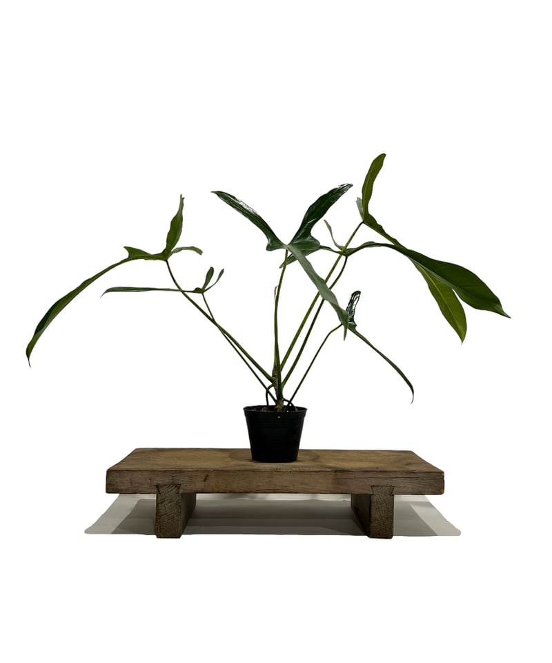 【希少さ植物】 フィロデンドロン レラノ ミヤノ フィロデンドロン ロンギロバトム 'レラノ ミヤノ