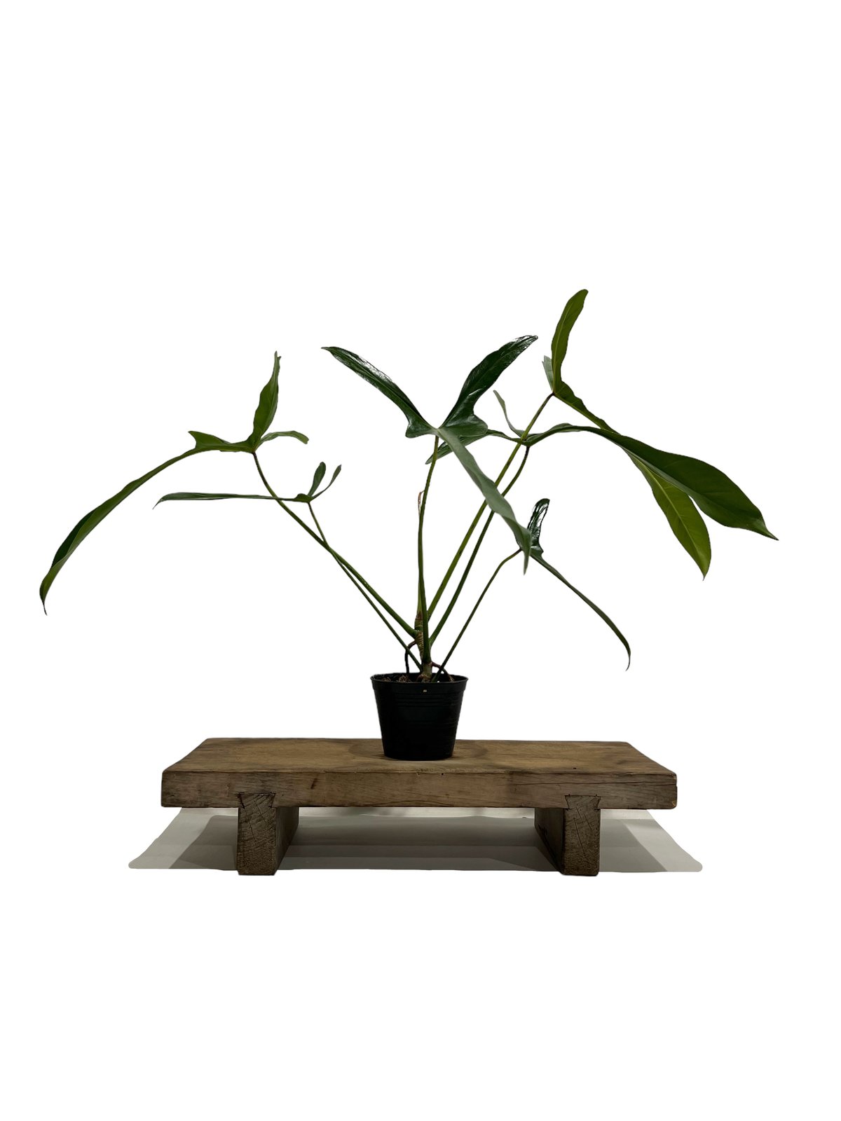 「ABC」超貴重フィロデンドロン ロンギロバトム レラ ノミヤノミント 超貴重フィロデンドロン ロンギロバトム レラ ノミヤノミント - メルカリ