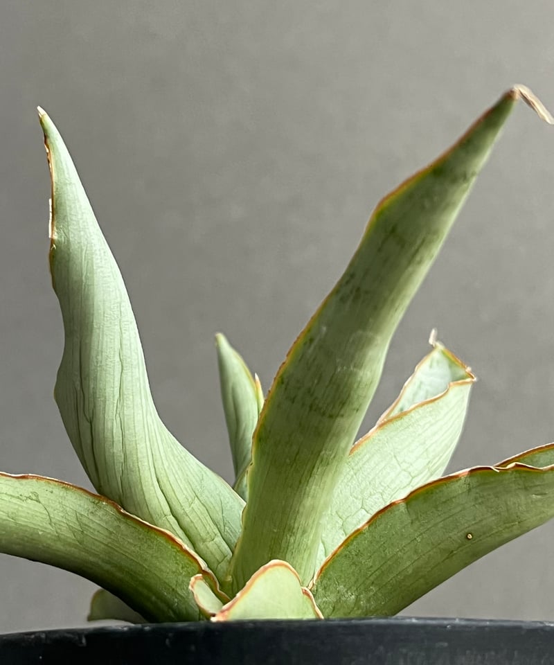 サンセベリア サイゴン 「Sansevieria Saigon (by Unyamanee