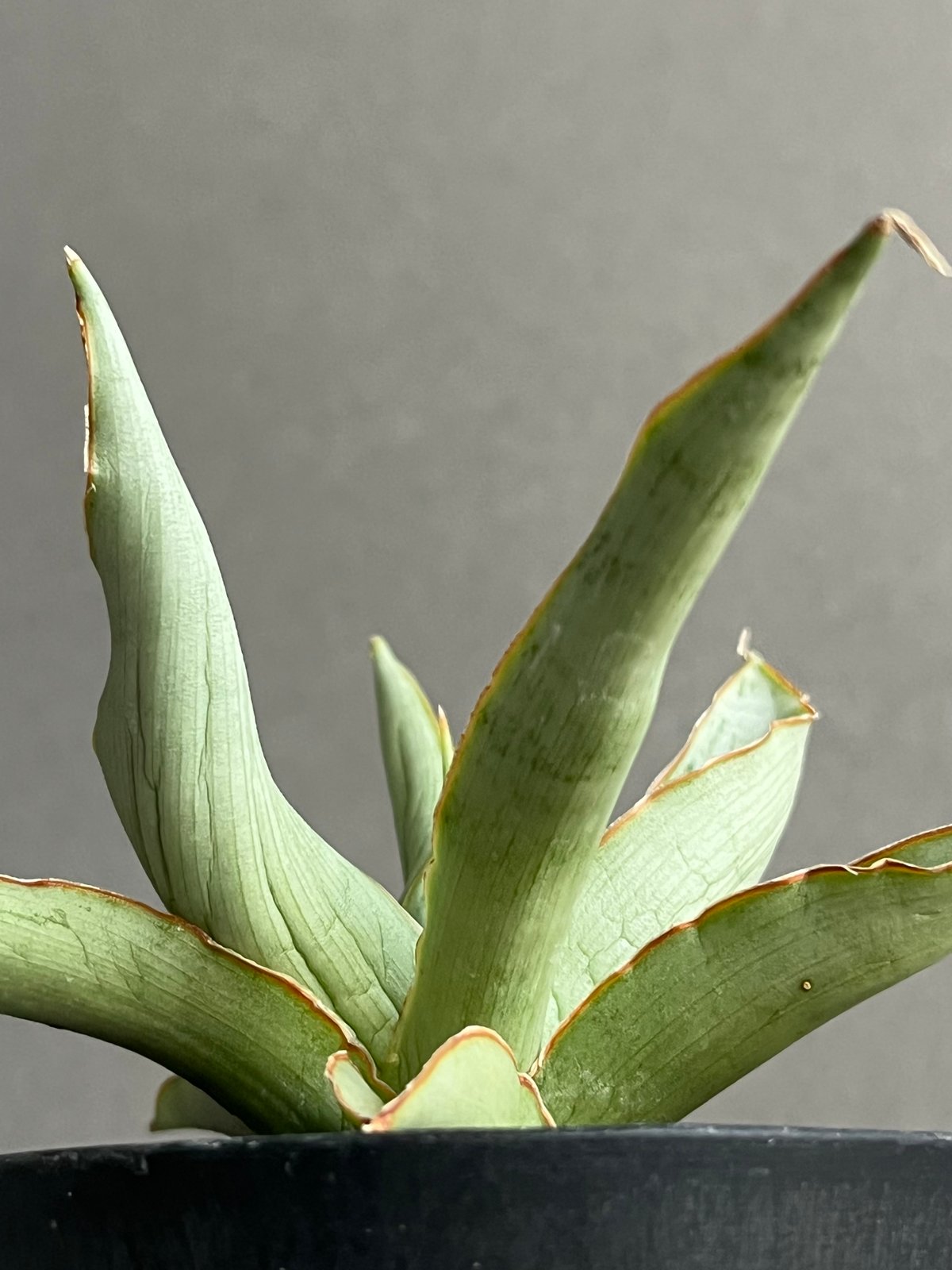 サンセベリア サイゴン 「Sansevieria Saigon (by Unyamanee