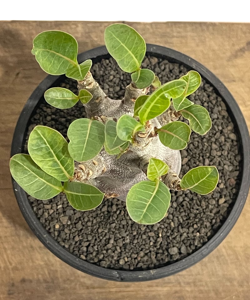 アデニウム アラビカム ドワーフ “ブラック”「adenium arabicum Dwar
