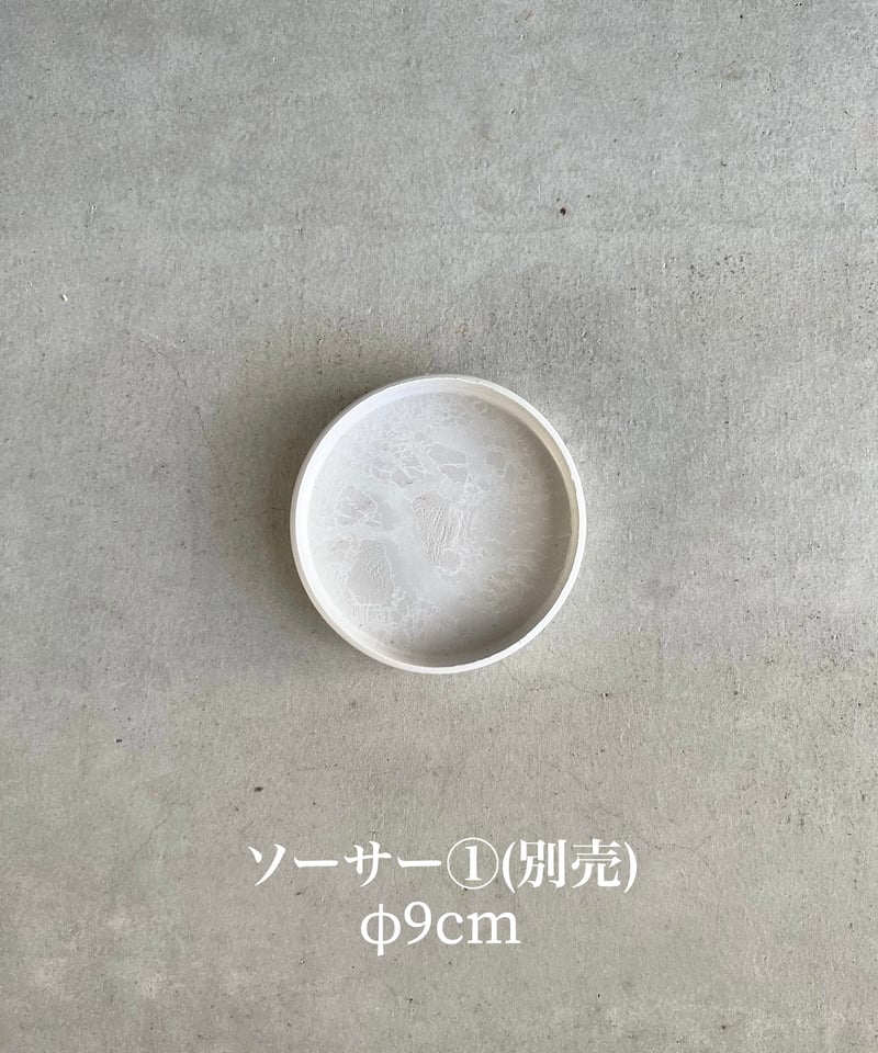 パイパー ニグラム 斑入 「Piper nigrum variegated」82X | SHO