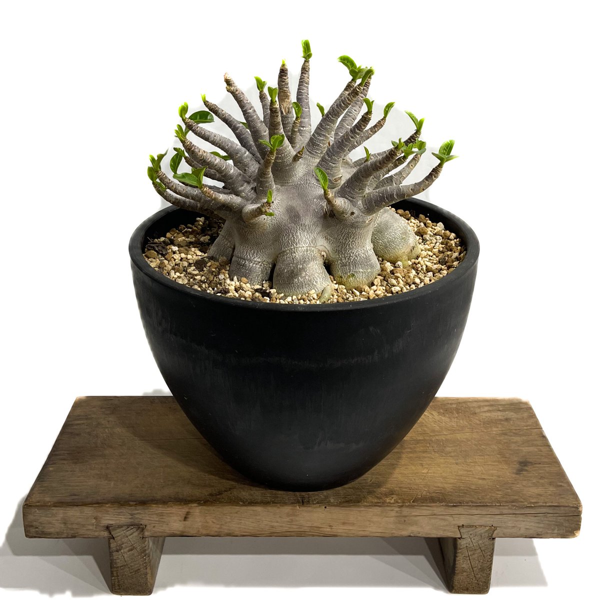 o36と1a アデニウム ドワーフ タコ足 オクトパス 塊根植物