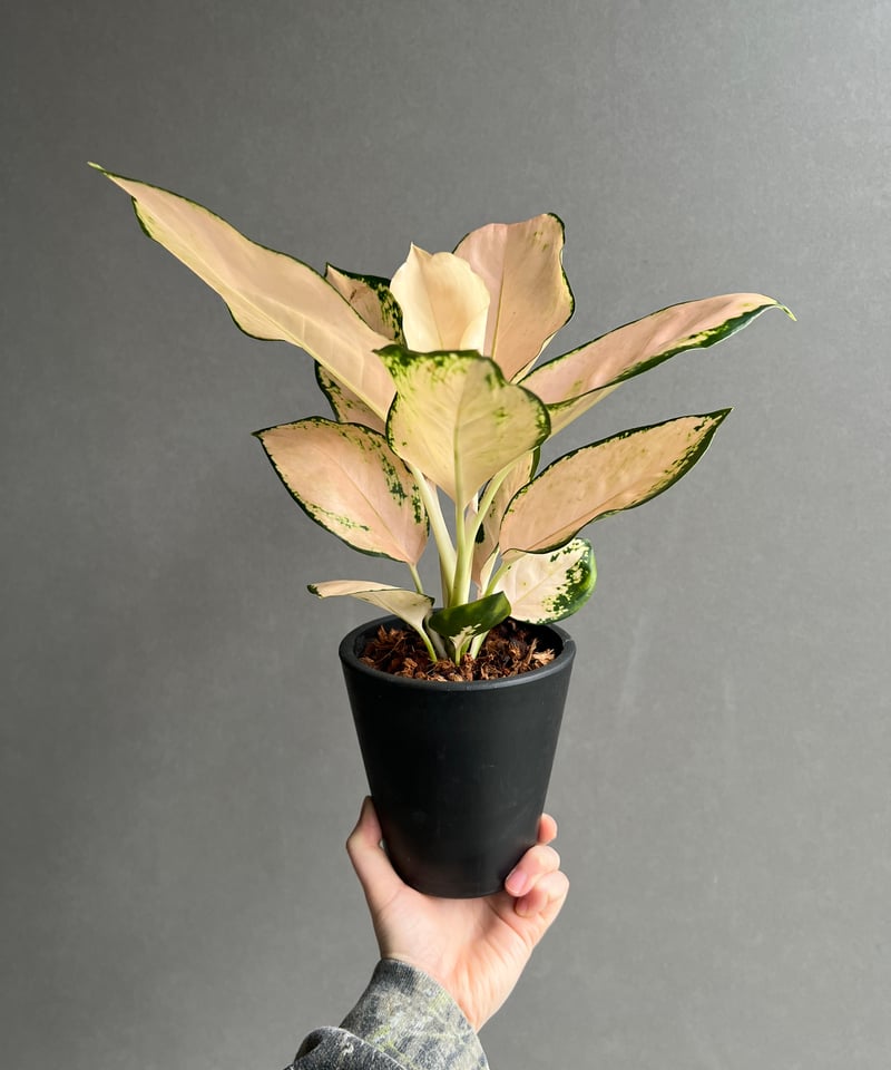 アグラオネマ コーチン ピーチ 「Aglaonema Cochin.Peach」48X | S