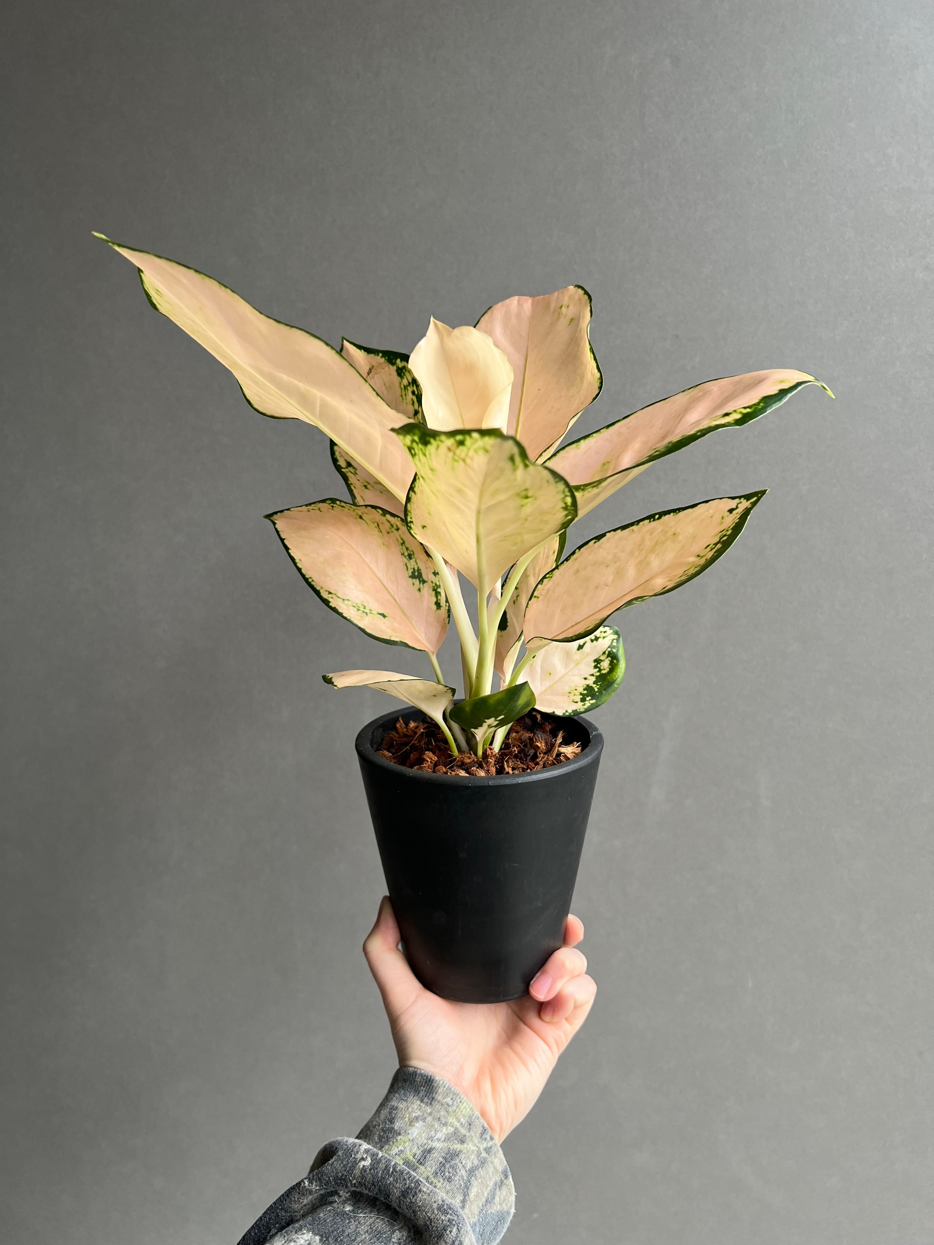 アグラオネマ コーチン ピーチ 「Aglaonema Cochin.Peach」48X | S