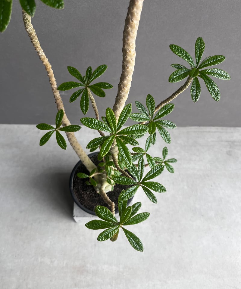 ドルステニア ギガス “選抜個体” 「Dorstenia gigas “Select”」62A