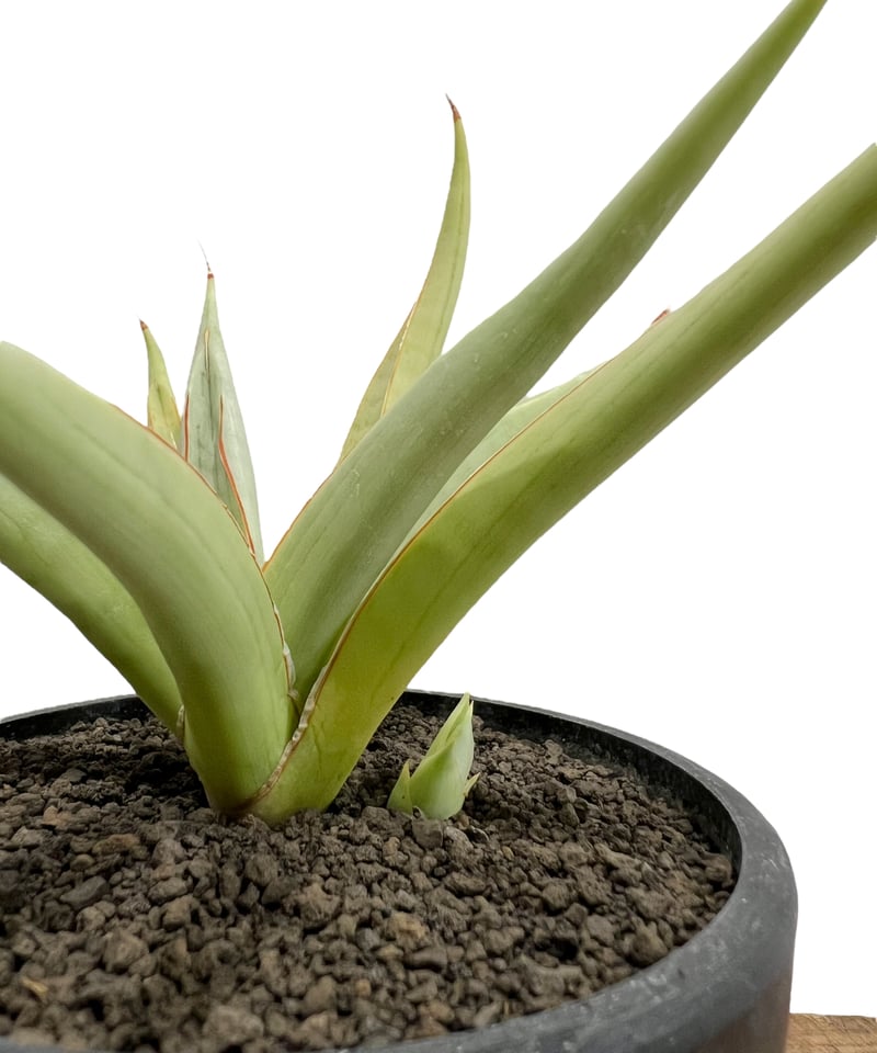 サンセベリア バイ-ビッド Sansevieria Bi-Bid (by Unyamanee