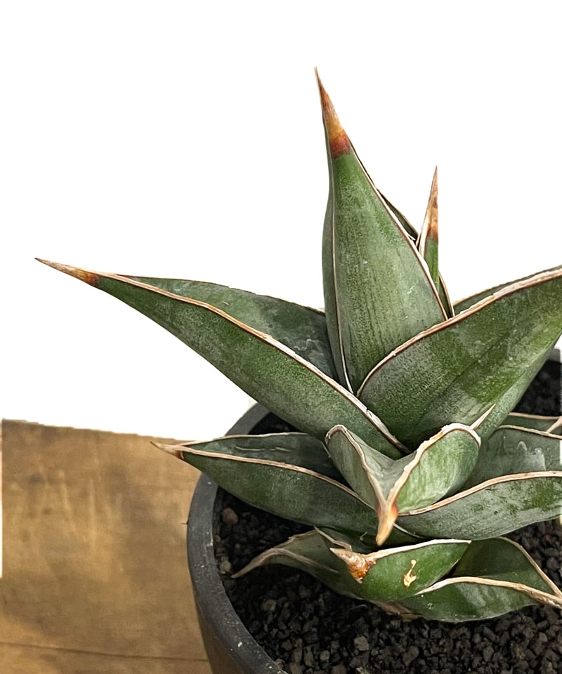 サンセベリア ピングイキュラ「Sansevieria pinguicula」34F-2 | S