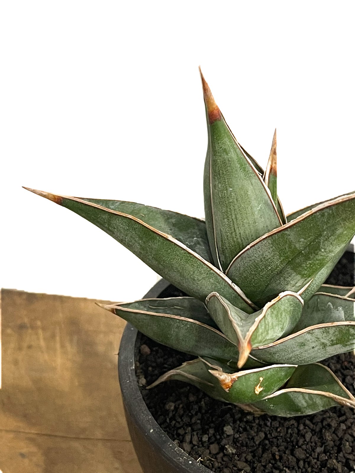 サンセベリア ピングイキュラ「Sansevieria pinguicula」34F-2