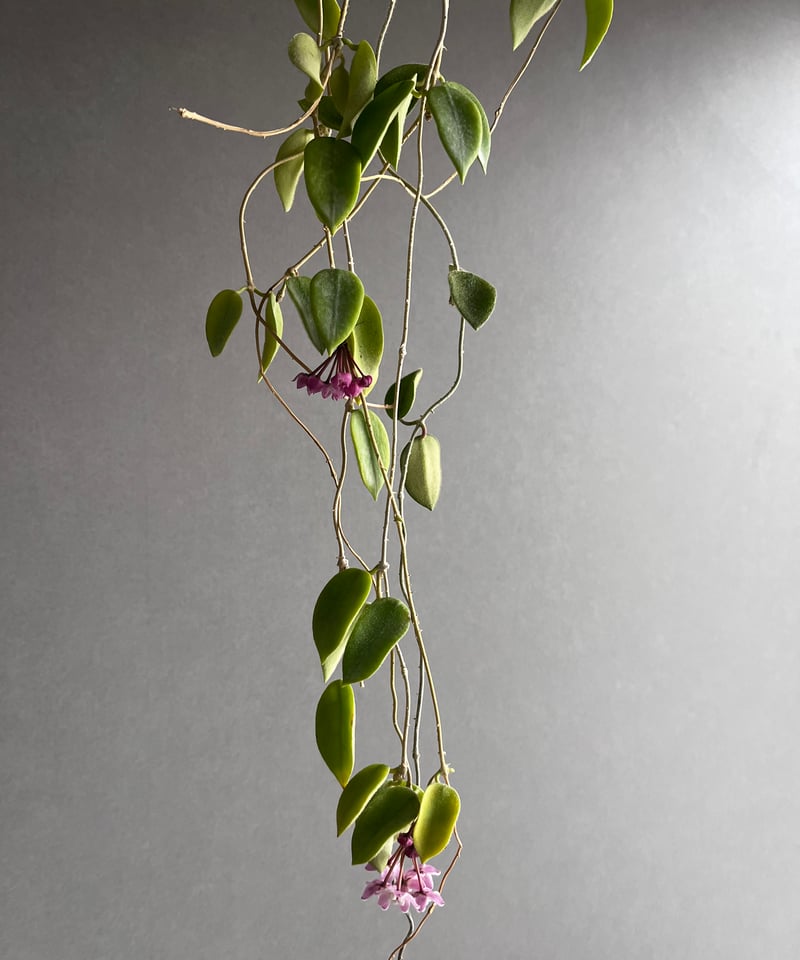 セール花座つき　極美株 ホヤ　斑なしトムソニー②　ピンク サクララン　超大苗 セール花座つき 極美株 ホヤ 斑なしトムソニー② ピンク