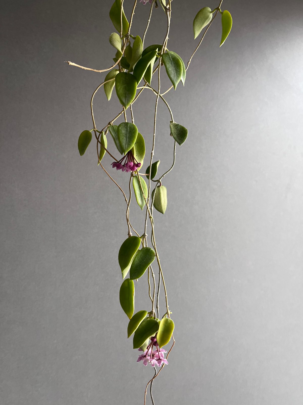 花座ありホヤ極美株 大苗トムソニー　ピンクHoya thomsonii pink 花座ありホヤ極美株 大苗トムソニー ピンクHoya thomsonii pink