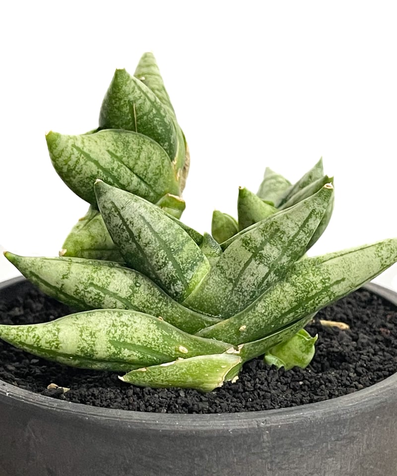 サンセベリア ボンセレンシス ミニ (by アディサック) 「Sansevieria