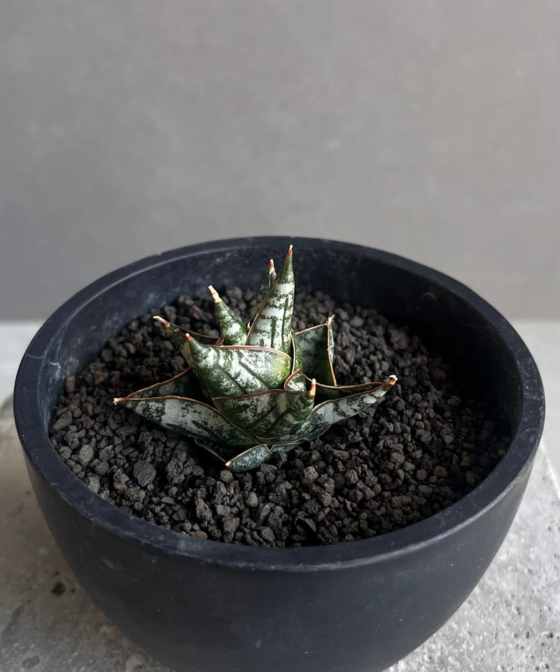 サンセベリア ニラパット(ドワーフ) 「Sansevieria Nilaphat (by Un