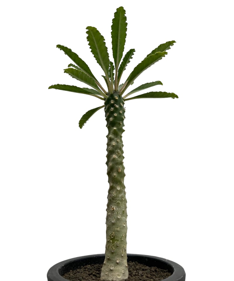 ドルステニア ラブラニー x フォエチダ 「Dorstenia lavrani x foeti