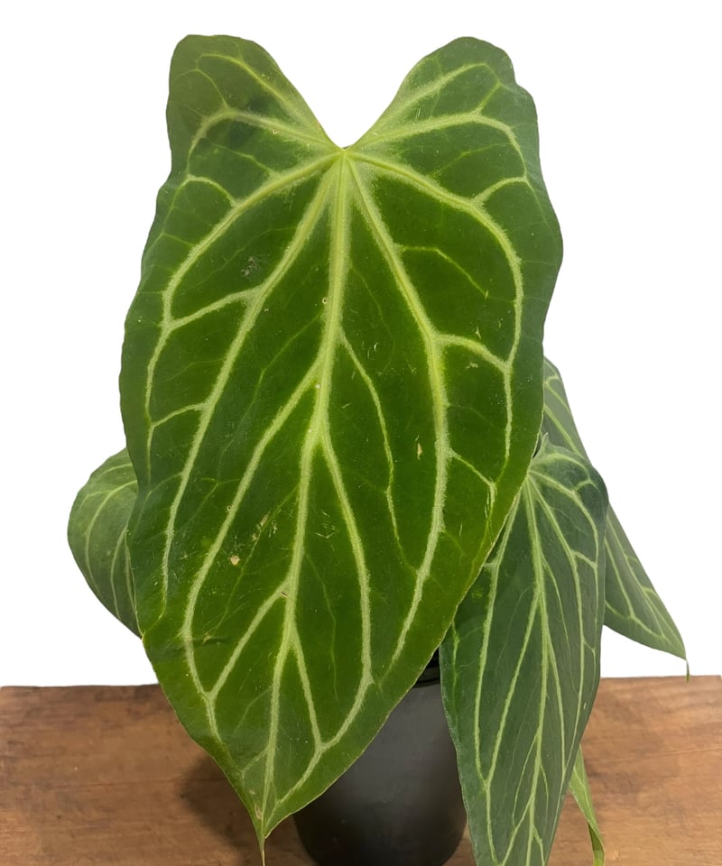 178 crystallinum Silver クリスタリナムシルバー 178 crystallinum Silver クリスタリナムシルバー